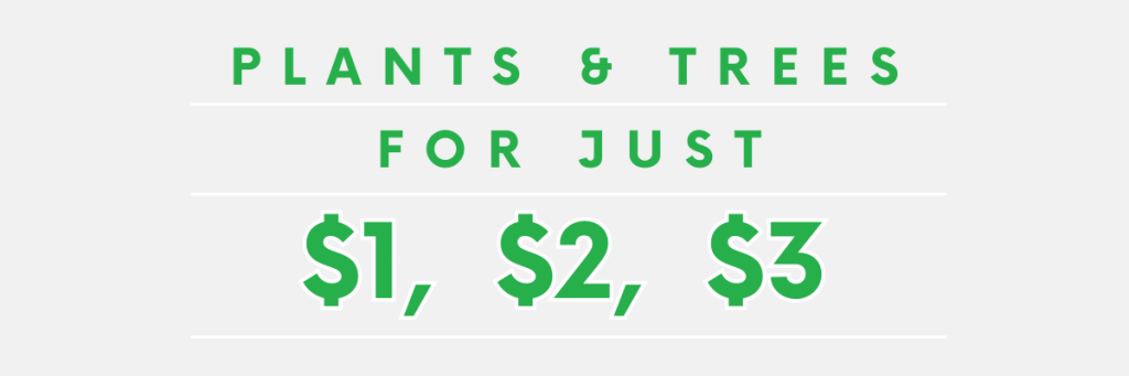 Plants and trees for just $ 22.