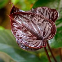 Anthurium 'Black Love' tropical indoor plant with green glossy heart shaped leaves and dark burgundy black flowers with spikes