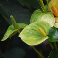 anthurium whispering love heart shaped leaves green and white with yellow flower spikes