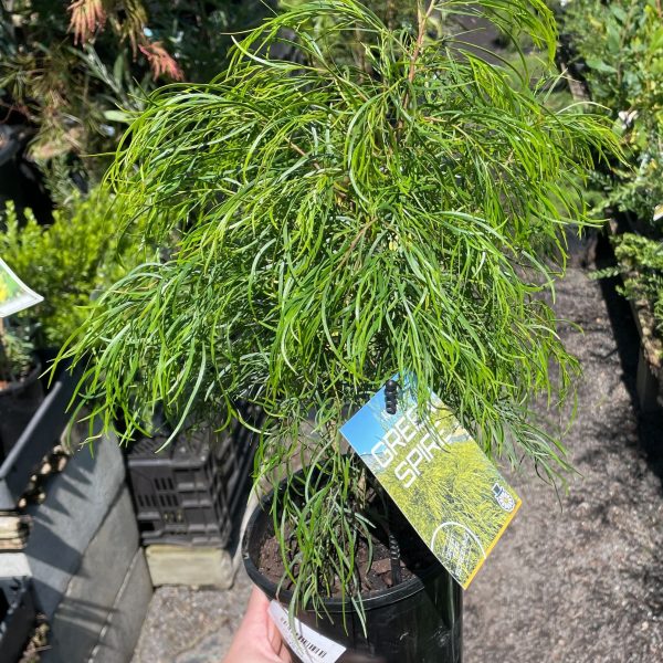 A person holding an Acacia cognata 'Green Spire' 6" Pot black with green foliage australian native foliage plant hedge
