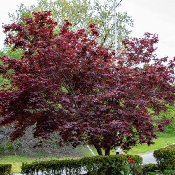 acer palmatum emperor one japanese maple upright tree with beautiful purple red foliage