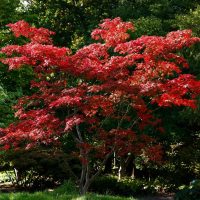 acer palmatum shindeshojo japanese maple tree growing upright with bright red purple leaves