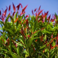acmena smithii minor dwarf lilly pilly hedge Cherry Black. Bright green glossy leaves with cherry red to black new foliage