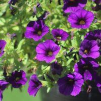 Calibrachoa hybrid Aloha® Nani Blue, masses of purple mini petunia flowers with yellow centres growing in a cottage style garden