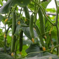 Cucumis sativus Cucumber fruits hanging off plant vine vegetables ready for picking long green straight edibles in a garden