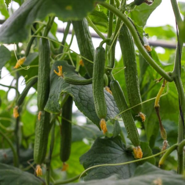 Cucumis sativus Cucumber fruits hanging off plant vine vegetables ready for picking long green straight edibles in a garden