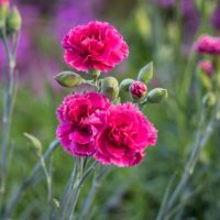 Dianthus 'Meteor' Carnations blooming in a garden. hot pink double blooms cottage plant