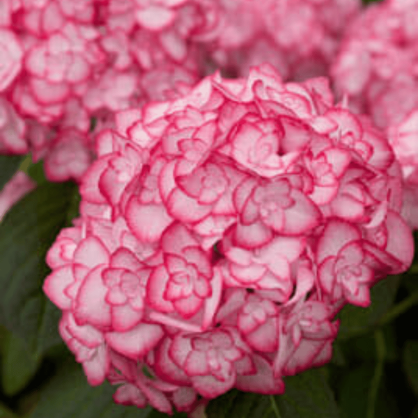 The flowers are pink and white. Miss Saori Hydrangea