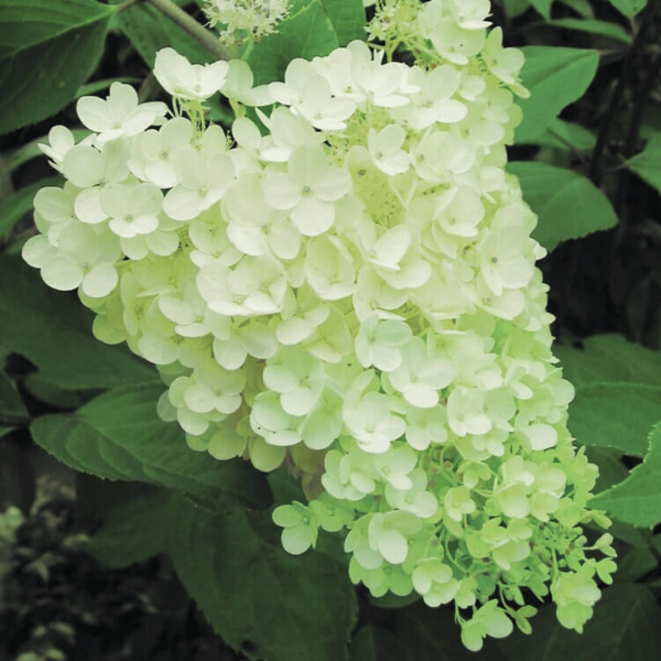 White hydrangea blooming in a garden. Hydrangea Greenspire