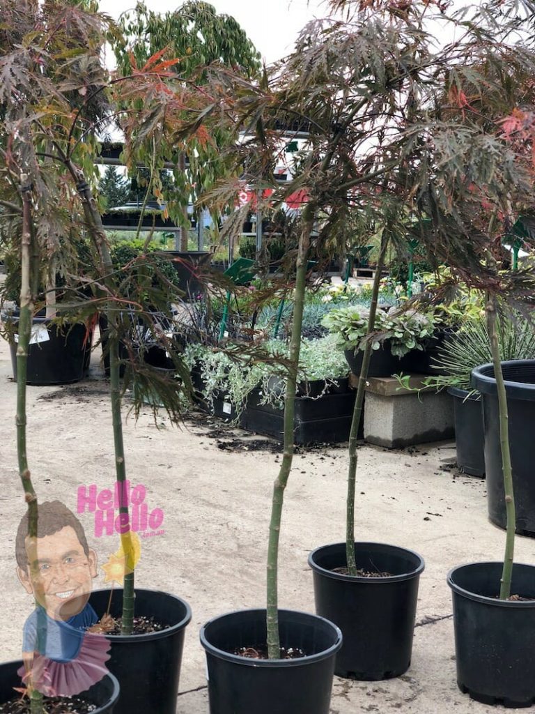 Japanese maple trees in pots in the Hello Hello nursery. Inaba Shidare Weeping Maple