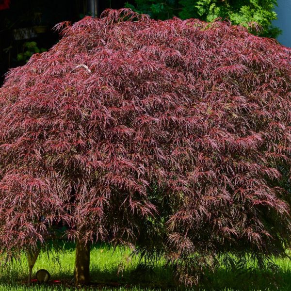 A modern garden featuring a Japanese tree with brilliant red leaves.