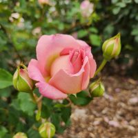 David Austin Jubilee Celebration Old English shrub rose pink blooms with golden yellow undertonnes growing