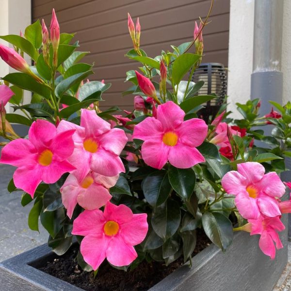 Mandevilla 'Aloha Pink Perfection' tropical star shaped flowering shrub producing bright hot pink flowers with yellow centres