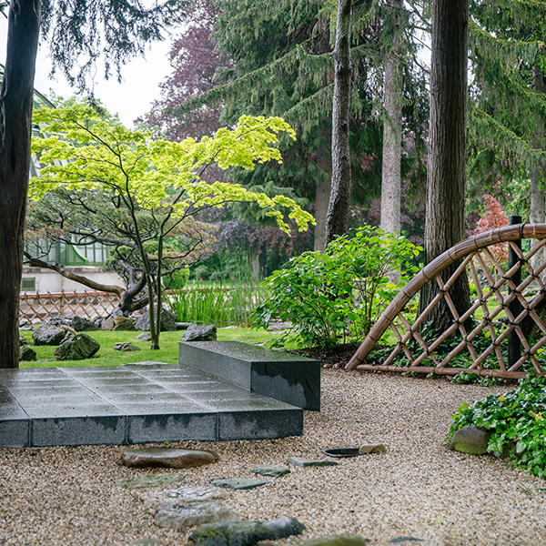 Japanese garden in Vienna with Japnese maple and red maple and white pebbles as ground. Amazing  large spruce trees.