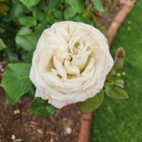 ROSA HYBRID TEA SNOW WHITE ROSE ICE GIRL