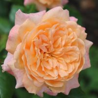 rosa floribunda Caramella rose fairytale roses apricot buff roses