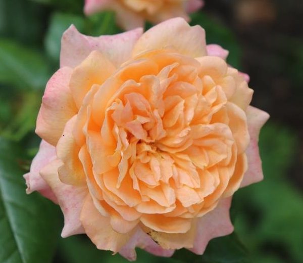 rosa floribunda Caramella rose fairytale roses apricot buff roses