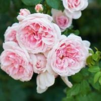 rosa hybrid tea Cinderella Pink climbing roses growing on a bush