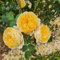 rosa teasing georgia english shrub rose yellow buff blooms