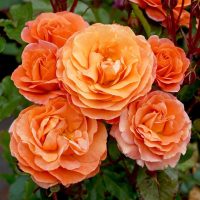 rosa floribunda casanova roses burnt orange colour