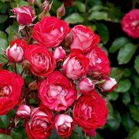 Masses of rosa floribunda cherry red blooms with silver and white unterones. Rose Cherry Red growingi n a garden