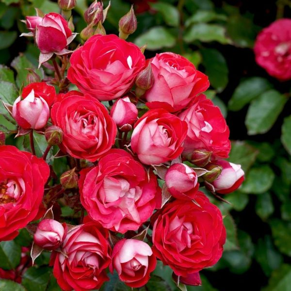 Masses of rosa floribunda cherry red blooms with silver and white unterones. Rose Cherry Red growingi n a garden