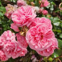 masses of fluffy pink roses Home and Garden Rose flowers rosa floribunda