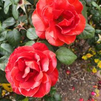 rosa floribunda hot cocoa two roses chocolate red orange coloured petals