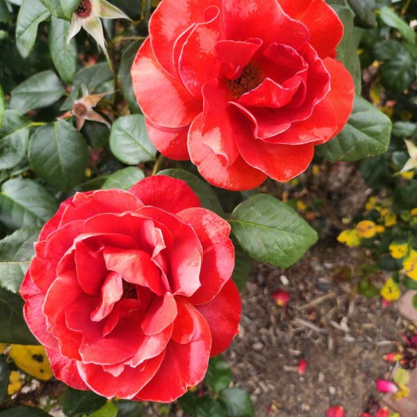 rosa floribunda hot cocoa two roses chocolate red orange coloured petals