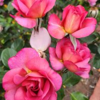 Rose floribunda 'So In Love' Bush Rose flowering bright pink blooms in the garden