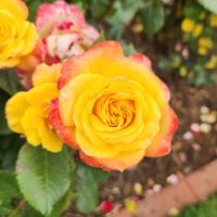 rosa hybrid tea garden delight rose flower pink and yellow gold