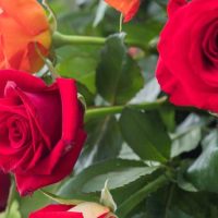 Rosa hybrid tea Grand Amore red roses in bloom