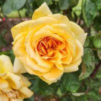 rosa hybrid tea outback angel rose fluffy golden yellow apricot roses