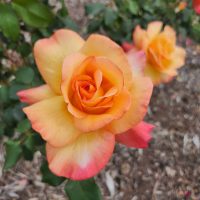 Rosa hybrid tea summer of love beautiful classical rose multicoloured of orange, apricot and pink blooming