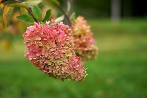 Hydrangeas blooming in a field with green grass. Autumn