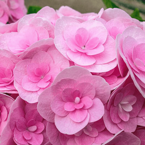 A bunch of pink flowers in a vase. hydrangea love