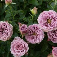 masses of rich mauve purple lilac roses with ruffles petals growing as a climber on a bush with green glossy leaves. Quicksilver rose