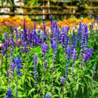 Salvia nemorosa blue purple flowering sage flower spikes in garden