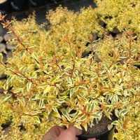 A person holding a small yellow Abelia 'Suntastic Peach' 6" Pot plant.