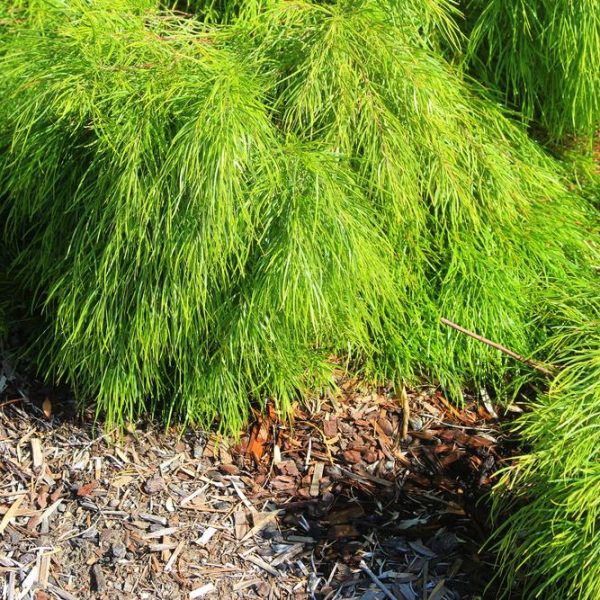 Acacia cognata Dwarf Nano Narrow river wattle dwarf bright green