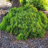 Acacia cognata Fettuccini bush australian native river wattle bright green compact growing in garden with tan bark
