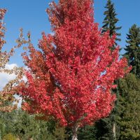 Acer 'Frank Jr Redpointe' Maple 16" Pot with red leaves.
