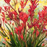 anigozanthos flavidus kangaroo paw Frosty Red. Furry paw shaped australian native flowers. Fantastic border plant