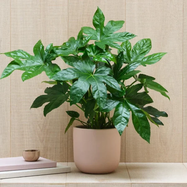 Aralia Japonica indoor plant