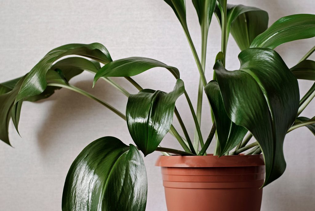 Aspidistra, Indoor Plant