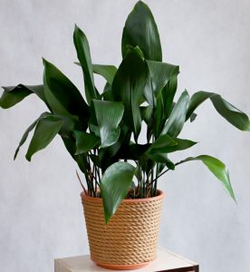 Aspidistra Cast Iron Plant, indoor plant