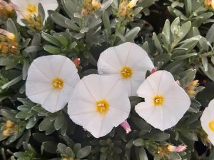 Blue Convolvulus-white flower