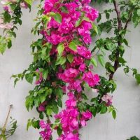 Bougainvillea bambino 'Jazzi' climber creeper. Pink or light purple bracts