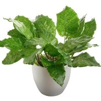 calathea musaica network prayer plant in a white pot decorative indoor plant feature lime green leaves