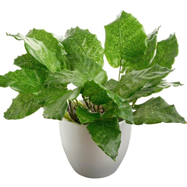 calathea musaica network prayer plant in a white pot decorative indoor plant feature lime green leaves